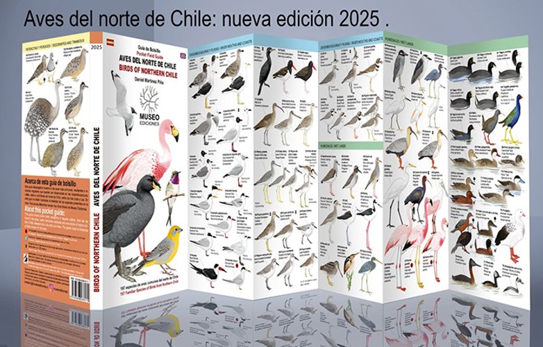 Aves Del Norte De Chile